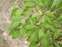 Жимолость Маака – Lonicera maackii (Rupr.) Maxim.