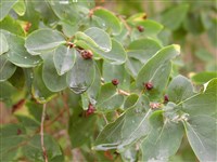 Жимолость Максимовича – Lonicera maximowiczii (Rupr.) Maxim.