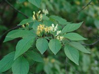 Жимолость Рупрехта – Lonicera ruprechtiana Reg.