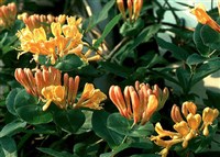 Жимолость Тельманна – Lonicera x tellmanniana hort.