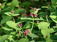 Жимолость Шамиссо – Lonicera chamissoi Bunge.