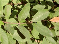 Жимолость альпийская – Lonicera alpigena L.