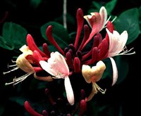 Жимолость американская – Lonicera x americana (Mill.) K.Koch.