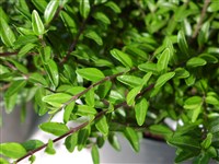 Жимолость блестящая – Lonicera nitida Wils.