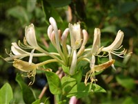 Жимолость вьющаяся – Lonicera periclymenus L. (1)