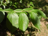 Жимолость золотистая – Lonicera chrysantha Turcz. (1)