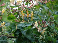 Жимолость каприфоль, козья, душистая – Lonicera caprifolium L. (1)