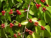 Жимолость лесная, обыкновенная – Lonicera xylosteum L. (1)