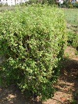 Жимолость лесная, обыкновенная – Lonicera xylosteum L. (2)