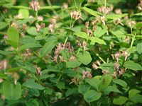 Жимолость лесноподобная – Lonicera x xylosteoides Tausch.