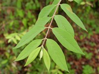 Жимолость отогнутая – Lonicera deflexicalyx Batal.