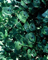 Жимолость отпрысковая – Lonicera prolifera (Kirchn.) Rehd.