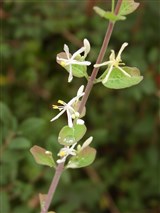 Жимолость пиренейская – Lonicera pyrenaica L. (2)