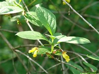 Жимолость покрывальная – Lonicera involucrata (Richardson) Spreng. (1)