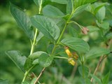 Жимолость покрывальная – Lonicera involucrata (Richardson) Spreng. (2)