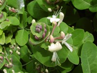 Жимолость сизая, обильноцветущая – Lonicera dioica L.
