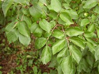 Жимолость тангутская – Lonicera tangutica Maxim.