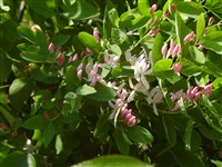 Жимолость татарская – Lonicera tatarica L.