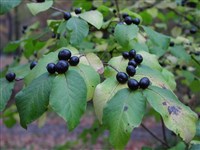 Жимолость черная – Lonicera nigra L.