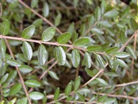 Жимолость шляпочная – Lonicera pileata Oliv.