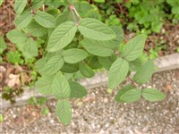 Жимолость щетинистоплодная – Lonicera chaetocarpa (Batal.ex Rehd.) Rehd.