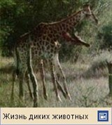 Жираф (видео)