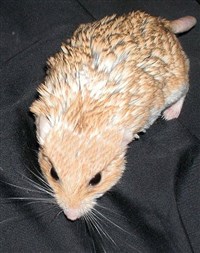 Жирнохвостая песчанка