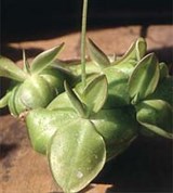 Жирянка (листья)