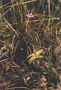 Жирянка (цветок)