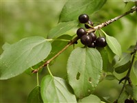 Жостер даурский – Rhamnus dahuricus Pall.