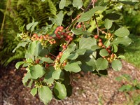 Жостер крушина, крушина ломкая, ольховидная – Rhamnus frangula L.