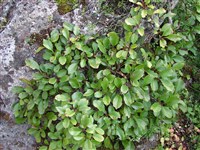 Жостер низкий – Rhamnus pumilis Turra