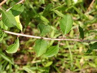 Жостер скальный – Rhamnus saxatilis Jacq.