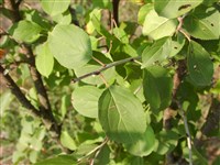 Жостер слабительный – Rhamnus catharticus L. (1)