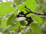Жостер слабительный – Rhamnus catharticus L. (2)