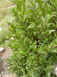 Жостер фальшивый – Rhamnus fallax Boiss. (1)