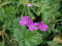 Журавельник Манескави – Erodium manescavii Coss. (1)