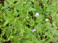 Журавельник журавлиный – Erodium gruinum (L.) L Herit. (1)