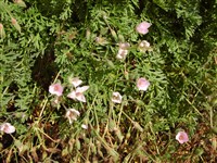Журавельник полыневый – Erodium absinthoides Willd. (1)