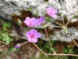 Журавельник полыневый – Erodium absinthoides Willd. (2)