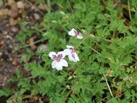 Журавельник пятнистый – Erodium guttatum (Desf.) Willd.