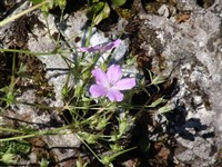 Журавельник русский – Erodium ruthenicum Bieb.