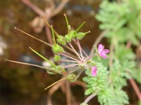 Журавельник цикутовый, грабельник – Erodium cicutarium (L.) L Herit.