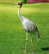 Журавли (индийский журавль)