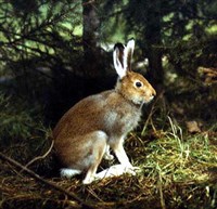 ЗАЙЦЫ (заяц-беляк летом)