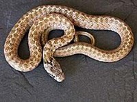 ЗАКАВКАЗСКИЙ ПОЛОЗ (Elaphe hohenackeri)