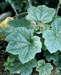 ЗАМАНИХА ВЫСОКАЯ