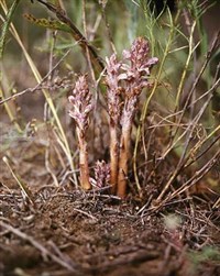 ЗАРАЗИХА пурпурная