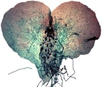 ЗАРОСТОК папоротника
