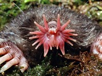 ЗВЕЗДОНОС (звездонос)